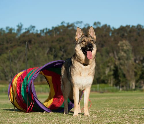 köpeklerle oyun oynamak