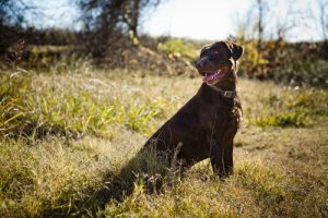 Temel Eğitim 101: Köpeğinizi Çağırdığınızda Yanınıza Gelmesini Nasıl Sağlarsınız?