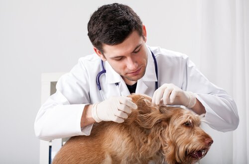 köpeğin parazitlerini temizleyen veteriner