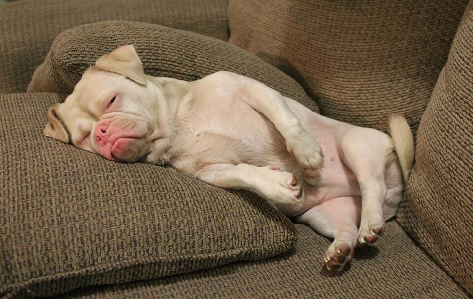 mutsuz görünen hasta köpek