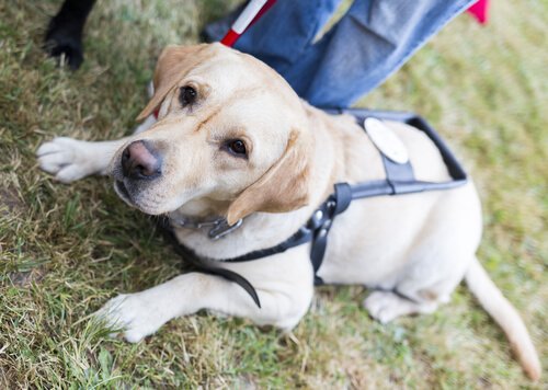 rehber köpek