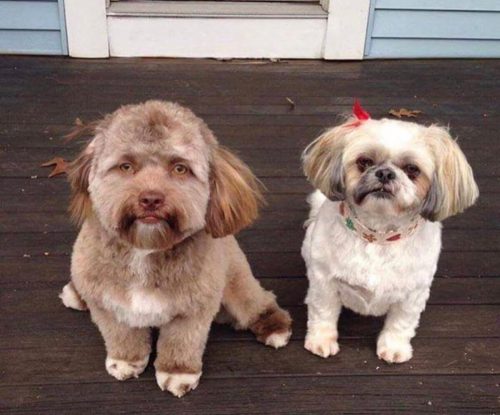 köpek yogi ve arkadaşı