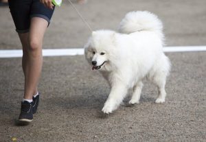Köpeğinizle Gezerken Sakınmanız Gereken Tehlikeler