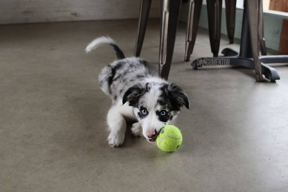 kongla oynayan köpek