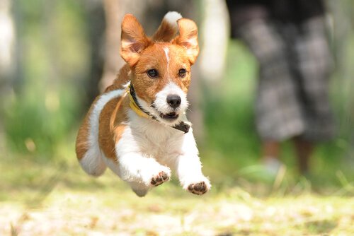 koşan teriyer köpeği