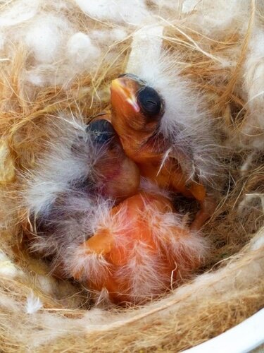 yeni doğmuş yavru kuşlar