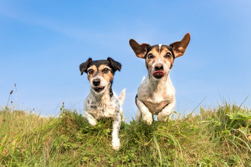koşu yapan iki köpek