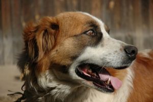 Köpeğiniz Öğürmeye Başladığında Ne Yapmalısınız?