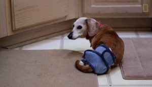 Terk Edilmiş 30 Yaşlı Köpeğe Bakan Kadın İle Tanışın