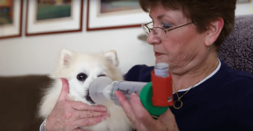 30 yaşlı köpeğe bakan kadın