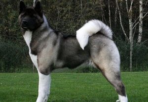 Baskın Karakterli ve Asil Bir Köpek, Amerikan Akita