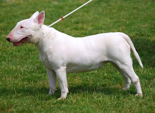 tasmalı bull terrier