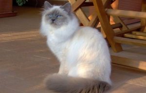Kutsal Burma (Birman) Kedisi