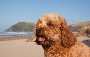 Alışık Olmadığınız Bir Köpek Cinsi: Cavoodle