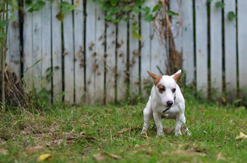 sokaklarda köpek dışkısı