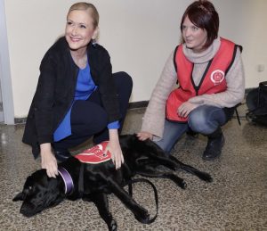 Madrid'de köpeklere DNA testi