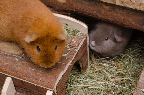 Guinea Pig beslemek