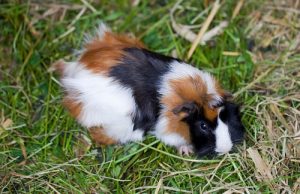 Guinea Pig nasıl beslenmeli?