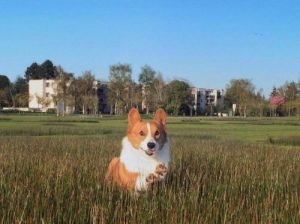İnternetin Meşhur Köpeği Loki Hayata Gözlerini Yumdu