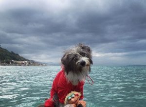 Gerçek Bir Deniz Köpeği Olan Nirvana İle Tanışın
