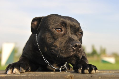 pitbull