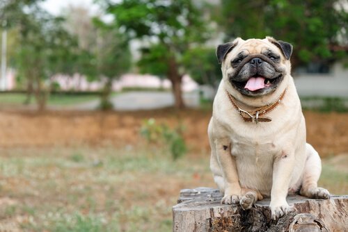 pug cinsi köpek
