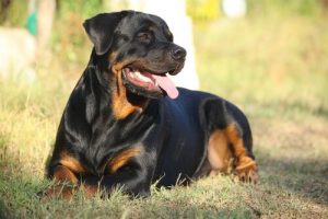 Rottweiler Cinsi Köpekler Hakkında Daha Fazlasını Öğrenin