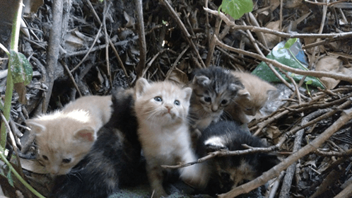 TNR projesi