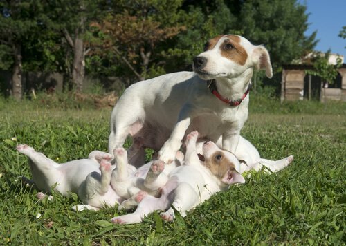 Dişi köpeklerde hamilelik 