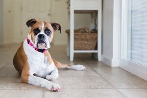 Dişi Köpeklerde Adet Dönemi İle Baş Etme Tavsiyeleri