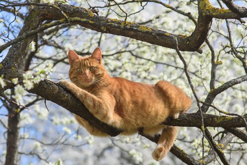 ağaçta sallanan kedi