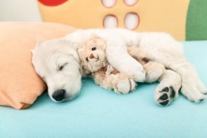 Köpekler İçin Airbnb: Yeni Bir Çözüm