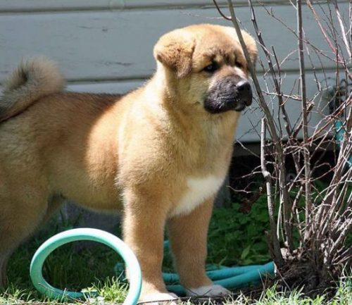 kahverengi amerikan akita