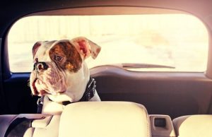 Köpeğinizin Araba Tutmasını Önlemek İçin Neler Yapabilirsiniz?