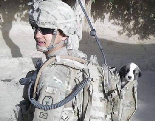 askerin çantasında yavru köpek