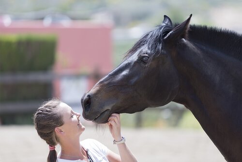 Atlar İnsanların Duygularını Hisseder Mi?