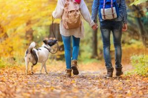 sonbahar yürüyüşünde köpek