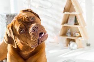 Neden Konuştuğunuzda Köpeğiniz Kafasını Yana Eğer?