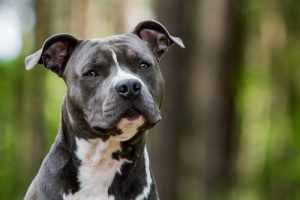 Bakımı Kolay Köpekler Var Mı?