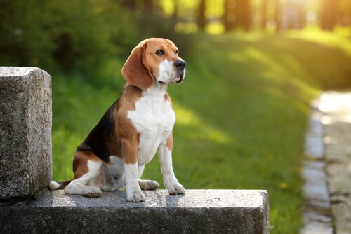 Beagle Cinsi Köpekler Hakkında Bilmeniz Gereken Her Şey