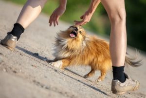 Bir Köpek Saldırdığında Yapmanız Gerekenler