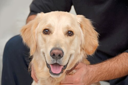 bir köpeğin burun rengi
