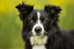Border Collie: Özgün ve Etkileyici Bir Irk