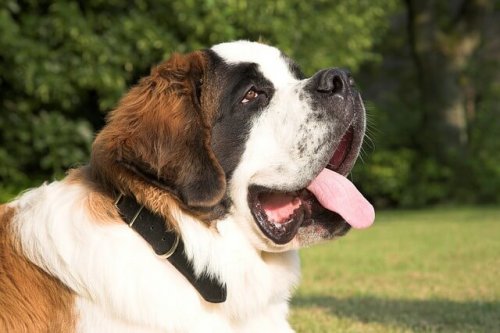 büyük köpek isimleri