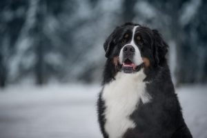 Büyük Köpek Irkları İçin İsimler