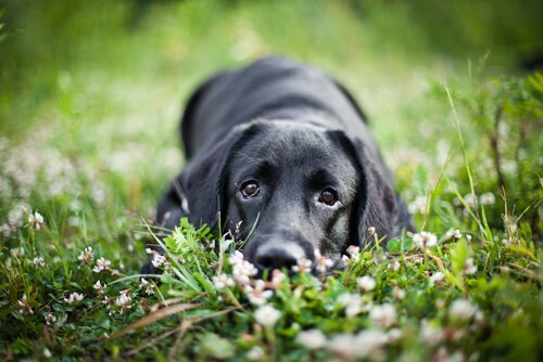 çimenlerde yatan siyah köpek