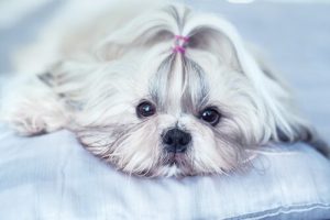 Çin'de Yaşayan Köpek Cinsleri