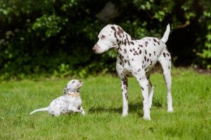 Dünyanın En Güzel Köpek Irkları