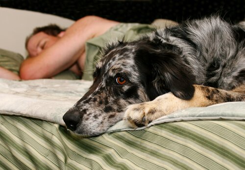 Daha İyi Bir Uyku İçin Köpek Sahibi Olun