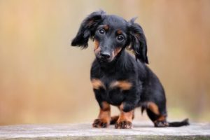 Sosis Köpek Olarak da Bilinen Dakhund Cinsi Köpekler
